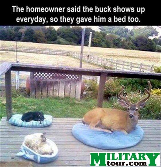 dog bed, buck sleeps on deck